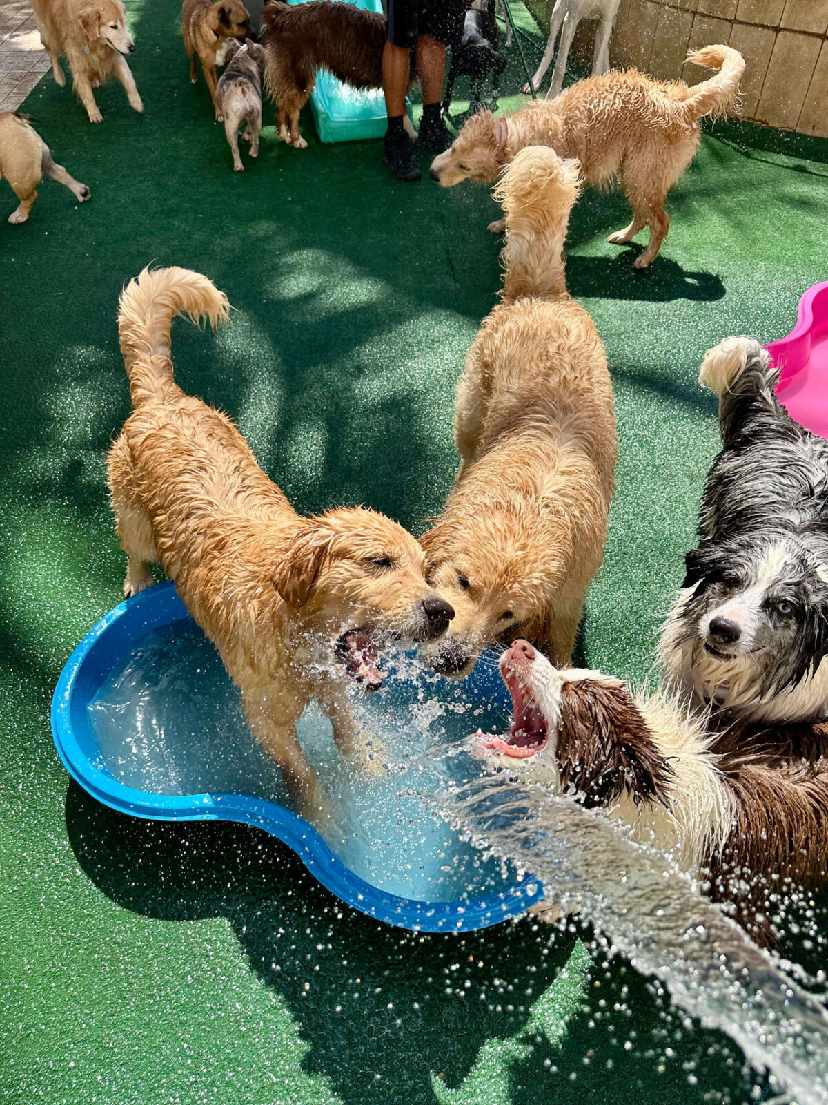 Cães brincando com água em piscininhas na creche da TOCA