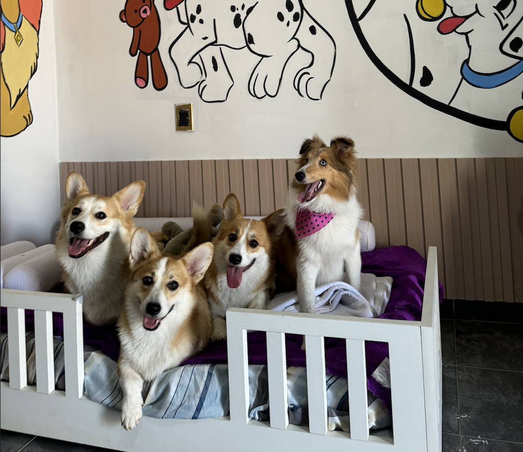 Cães felizes na creche da TOCA em Goiânia